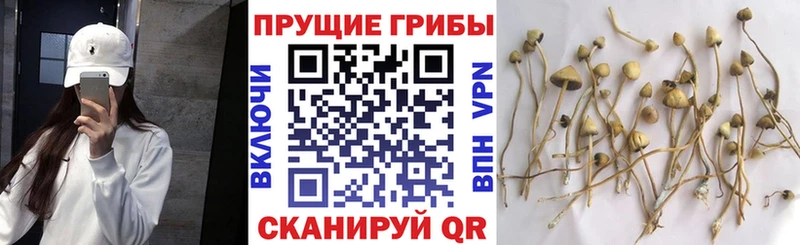 kraken зеркало  сколько стоит  Шебекино  Галлюциногенные грибы ЛСД 